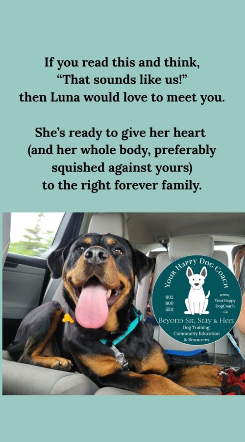 Luna the Rottweiler is ready to meet her forever family